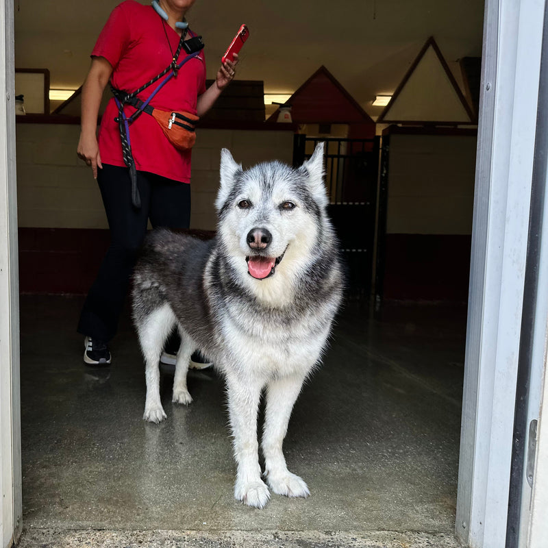 Dog standing in a doorway with a person in the background