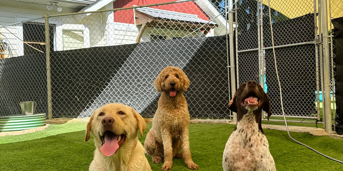 Three dogs sitting on a grassy area with a chain-link fence and trees in the background.