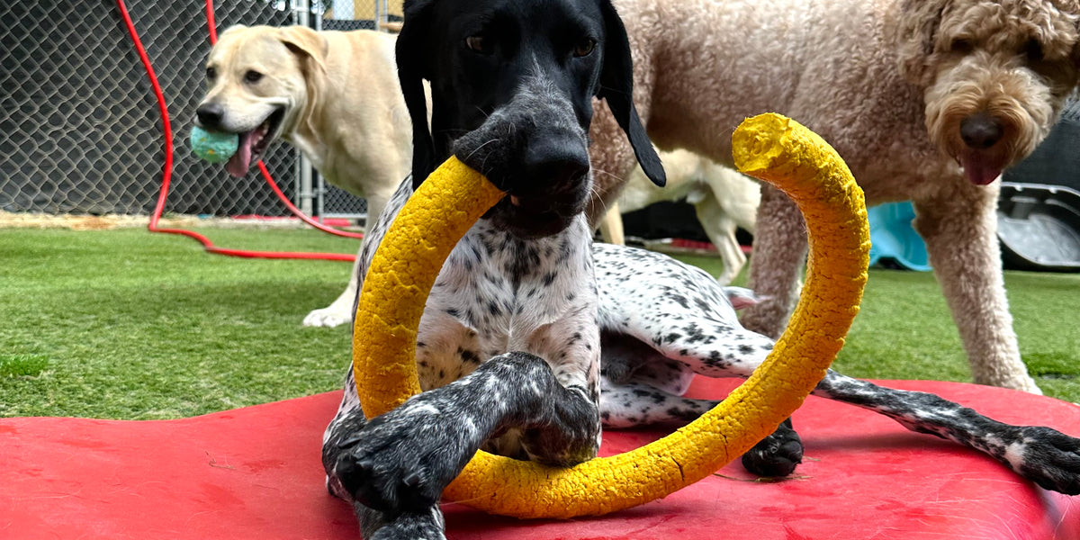 Three dogs playing with a yellow toy on a red mat under a yellow canopy.