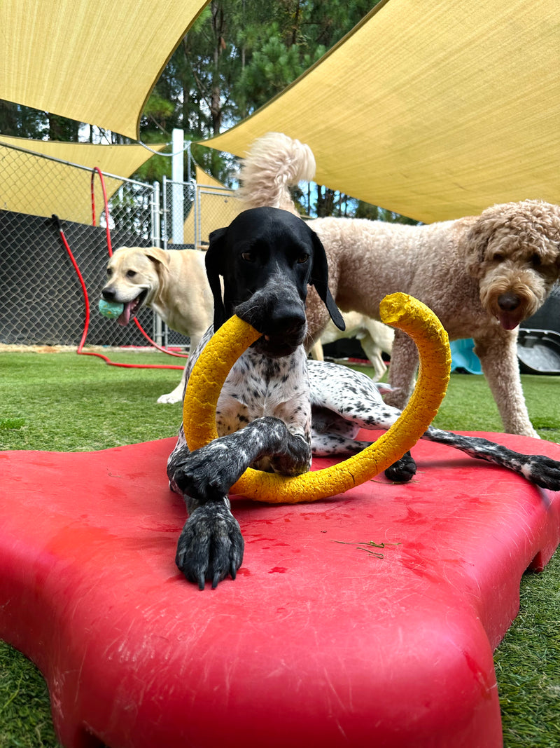 Three dogs playing with a yellow toy on a red mat under a yellow canopy.
