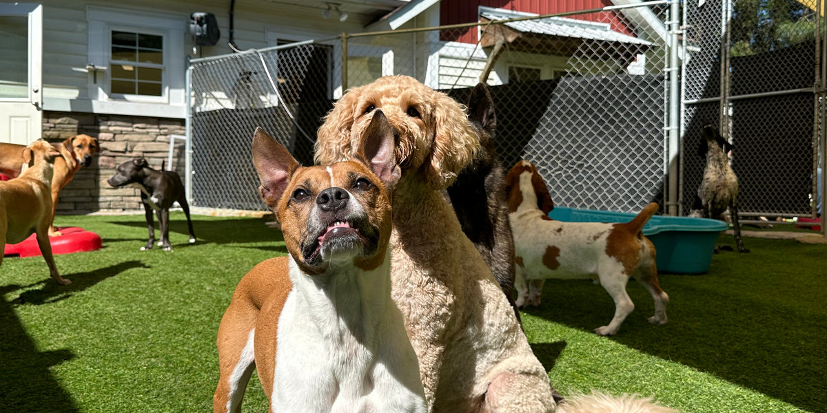 Two dogs playing on a grassy area with a house in the background