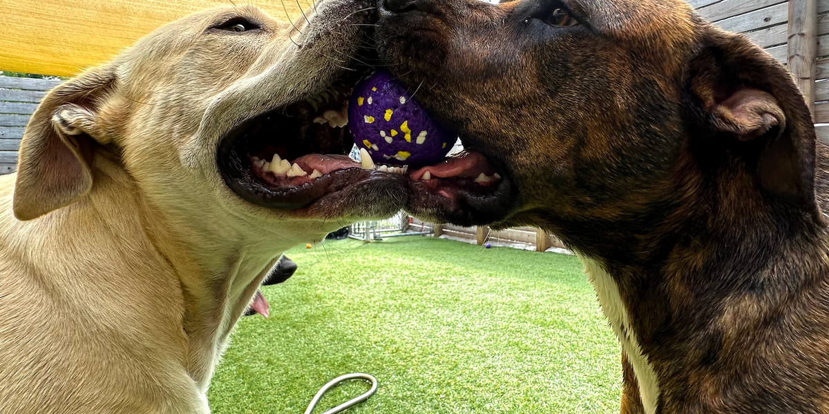 Two dogs playing with a ball under a canopy on a grassy area
