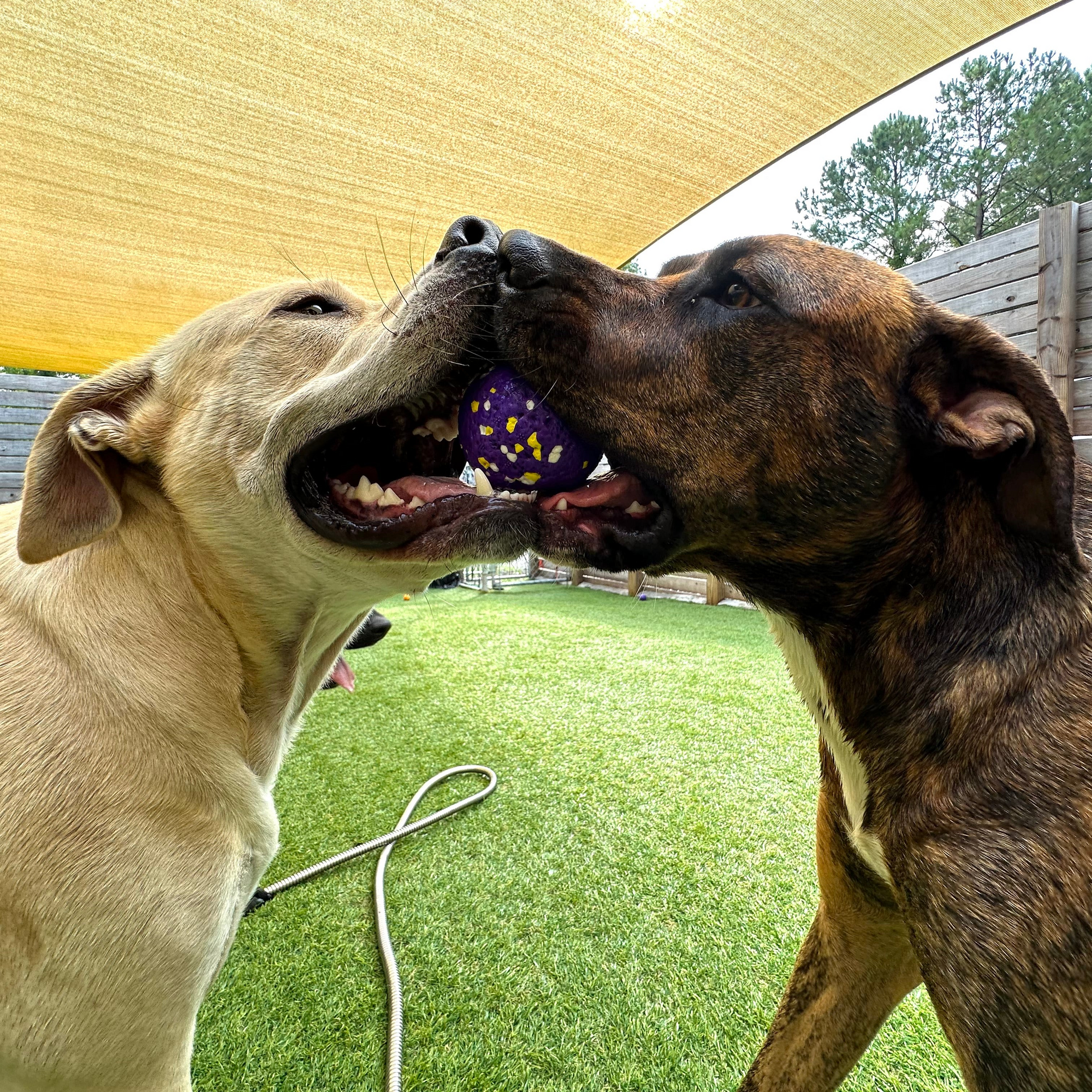 Two dogs playing with a ball under a canopy on a grassy area