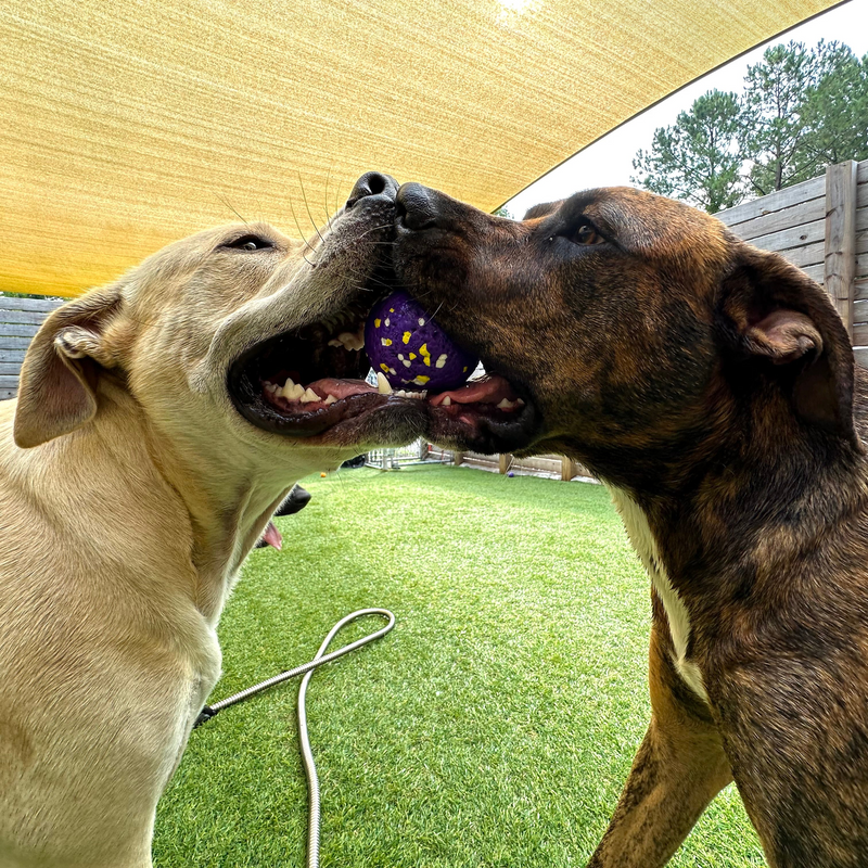 Two dogs playing with a ball under a canopy on a grassy area