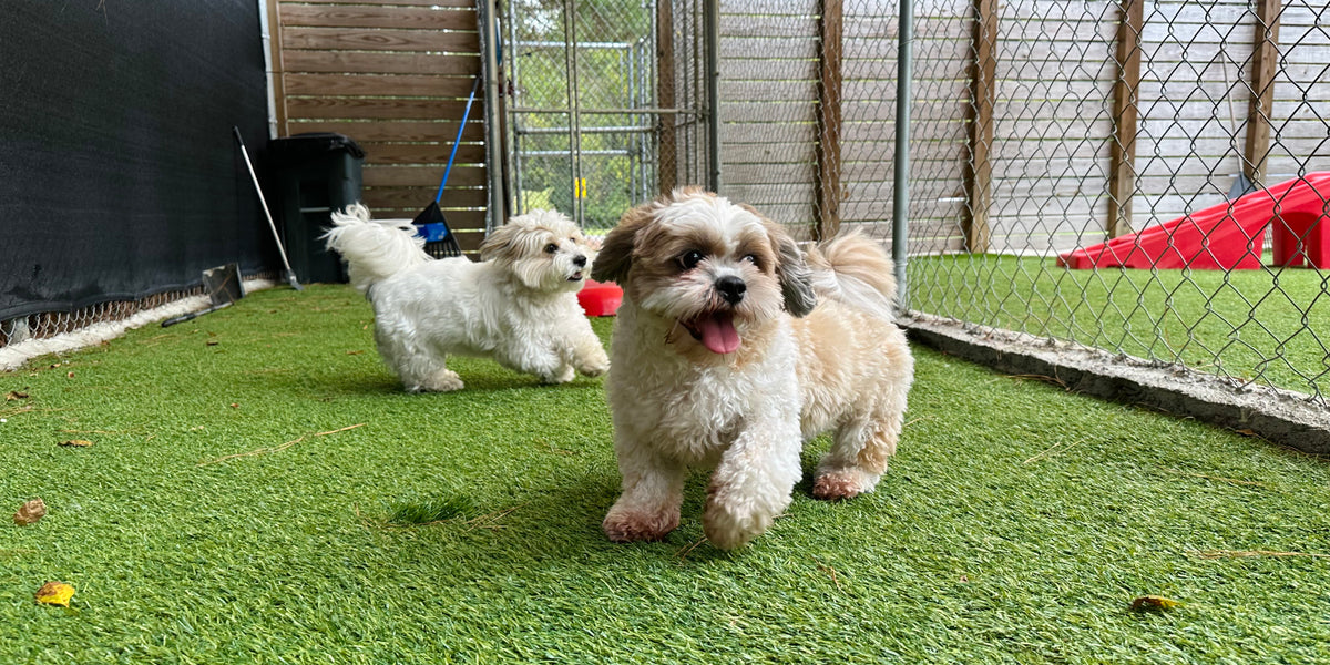 Two dogs playing with a ball in an outdoor pen with green grass and a fence.