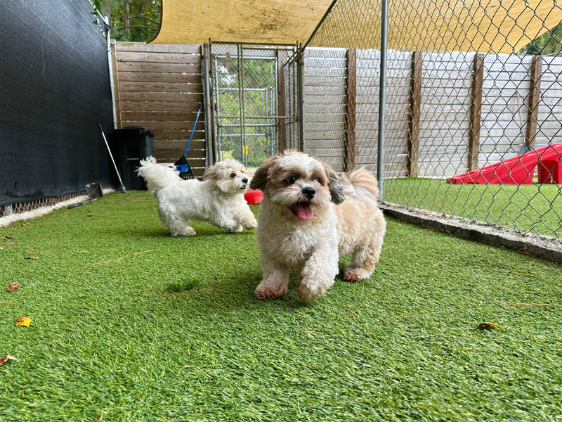 Two dogs playing with a ball in an outdoor pen with green grass and a fence.