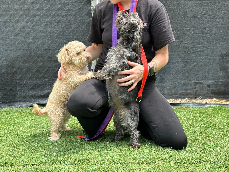 Person kneeling on grass with two dogs, one white and one gray, wearing leashes.