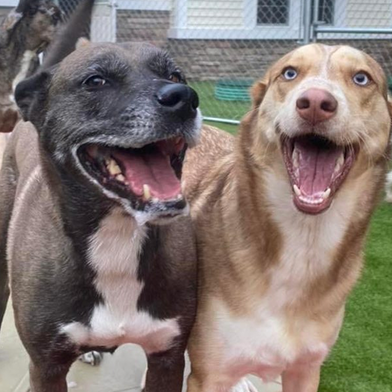 Two dogs with open mouths, likely barking or smiling, on a grassy area.