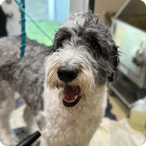 Dog with a wet coat in a grooming salon