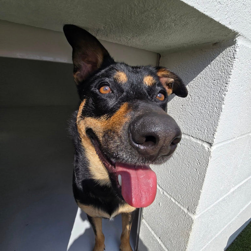 Dog sticking its head out of a doghouse with a white exterior wall in the background