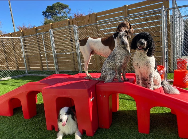Four dogs on red plastic structures in a fenced outdoor area.