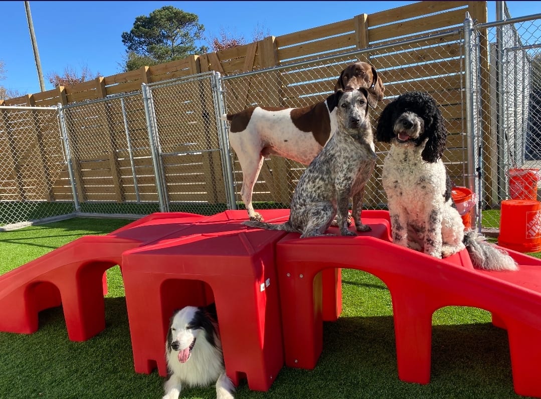 Four dogs on red plastic structures in a fenced outdoor area.