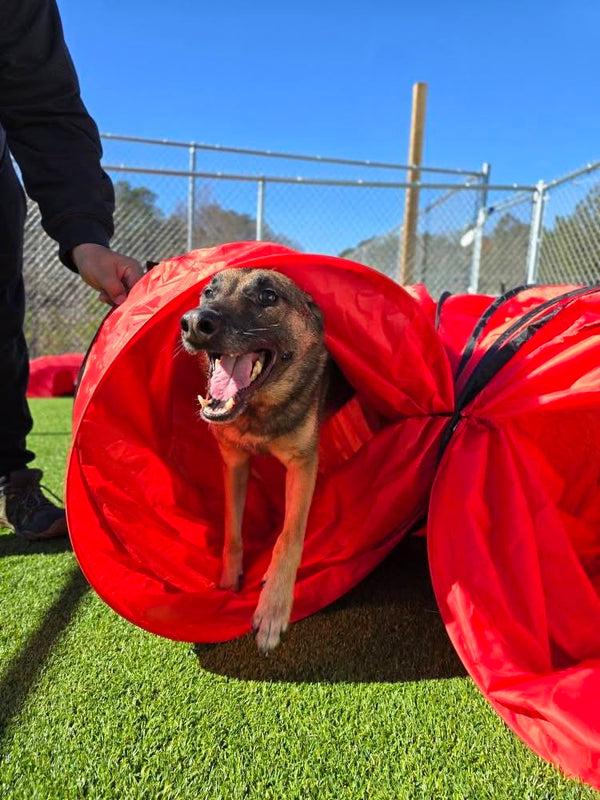 Dog emerging from a red agility tunnel on a grassy field with a clear blue sky.