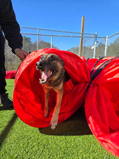 Dog emerging from a red agility tunnel on a grassy field with a clear blue sky.