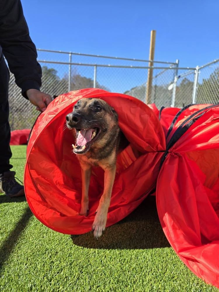 Dog emerging from a red agility tunnel on a grassy field with a clear blue sky.