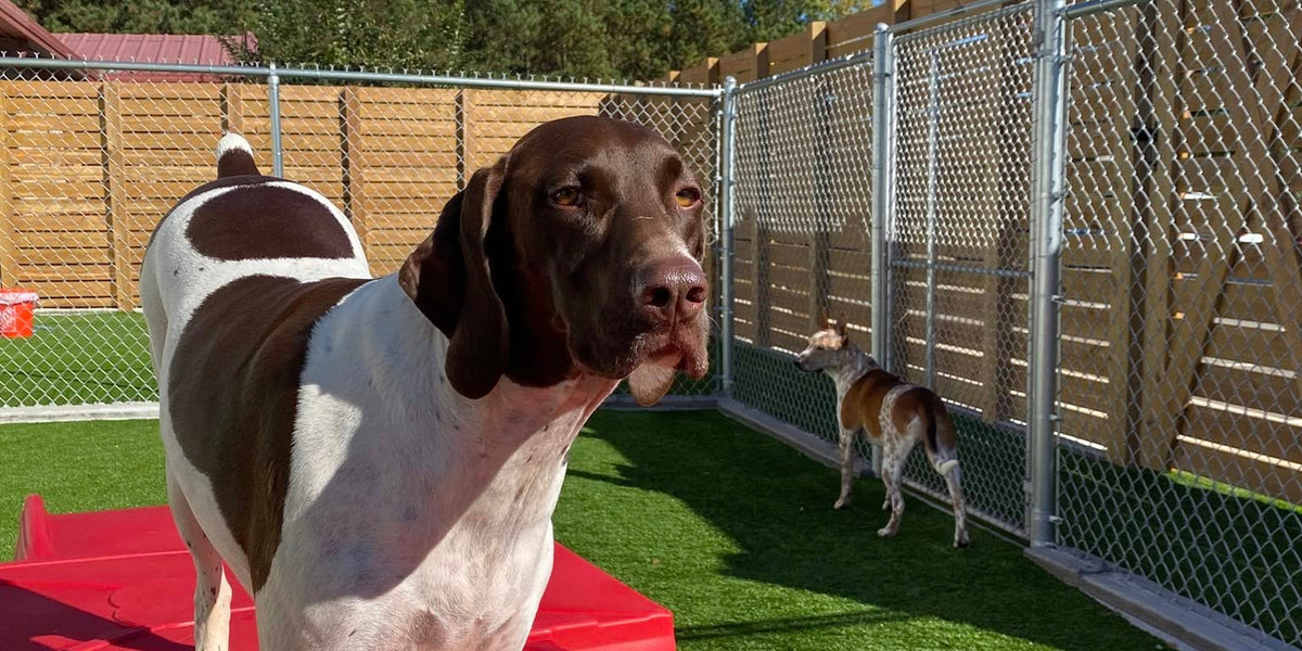 Dog standing on a red platform in an outdoor fenced area with another dog in the background.