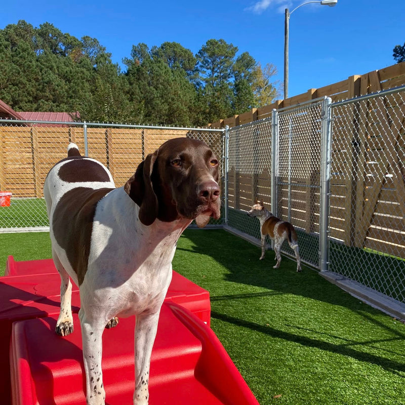 Dog standing on a red platform in an outdoor fenced area with another dog in the background.