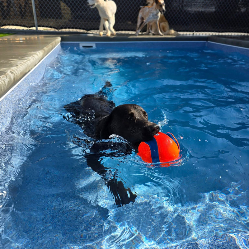 Dog swimming in a pool with an orange ball, with two other dogs watching from the pool deck.