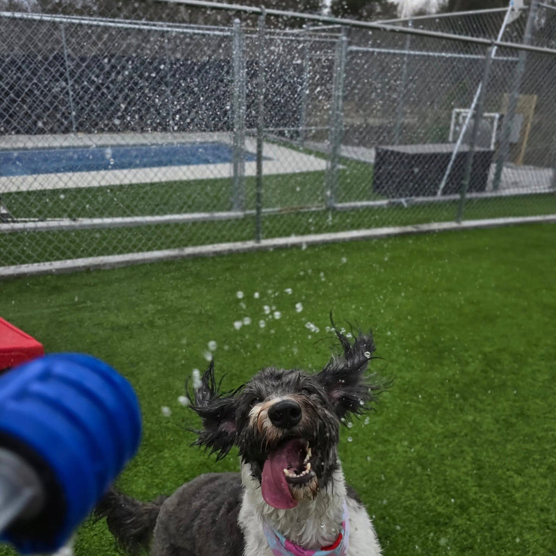 Dog with a water hose being sprayed, standing on grass with a chain-link fence and pool in the background.