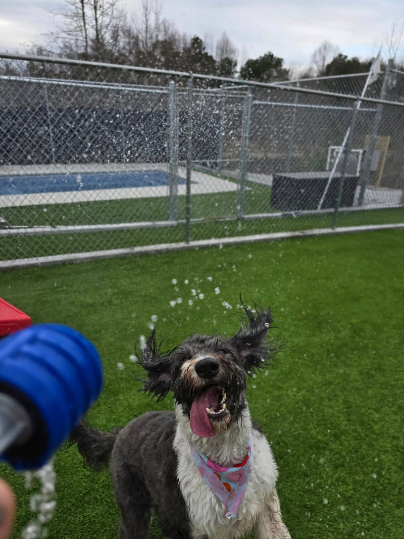 Dog with a water hose being sprayed, standing on grass with a chain-link fence and pool in the background.