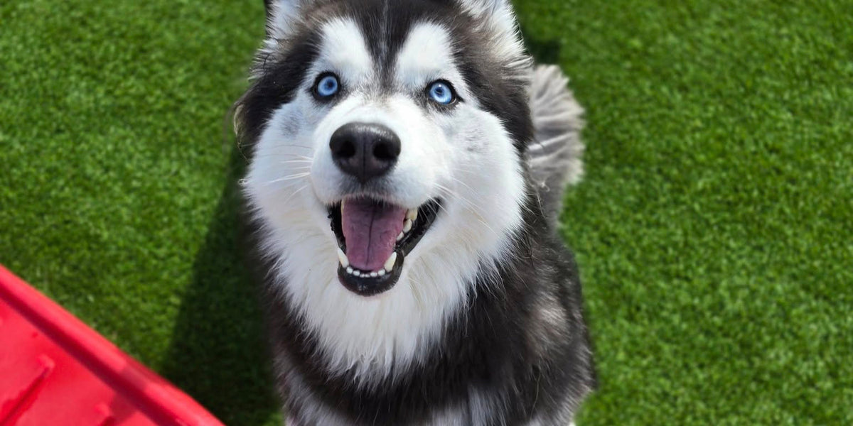 Husky dog with blue eyes standing on a red play structure with two other dogs in the background.