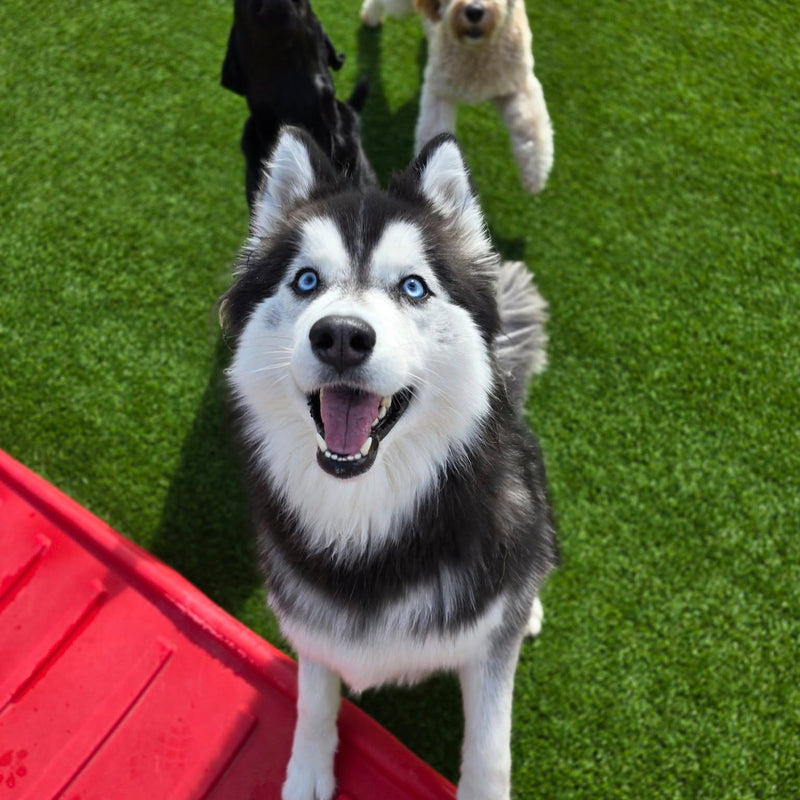 Husky dog with blue eyes standing on a red play structure with two other dogs in the background.