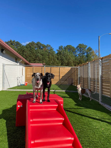Two dogs on a red slide in an outdoor play area with a clear blue sky.