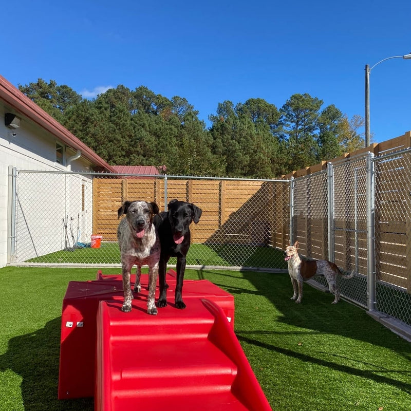 Two dogs on a red slide in an outdoor play area with a clear blue sky.